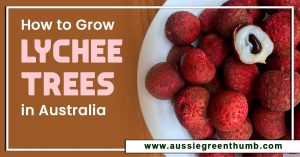 How to Grow Lychee Trees in Australia
