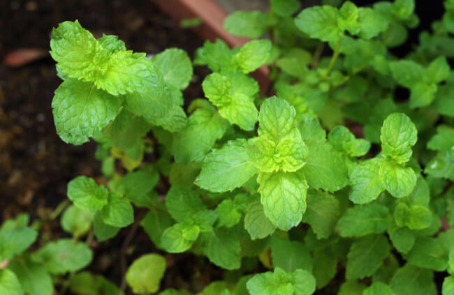 How to Grow Peppermint
