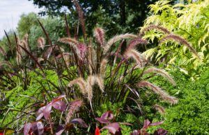 How to Grow Purple Fountain Grass