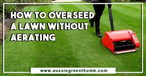 How to Overseed a Lawn without Aerating