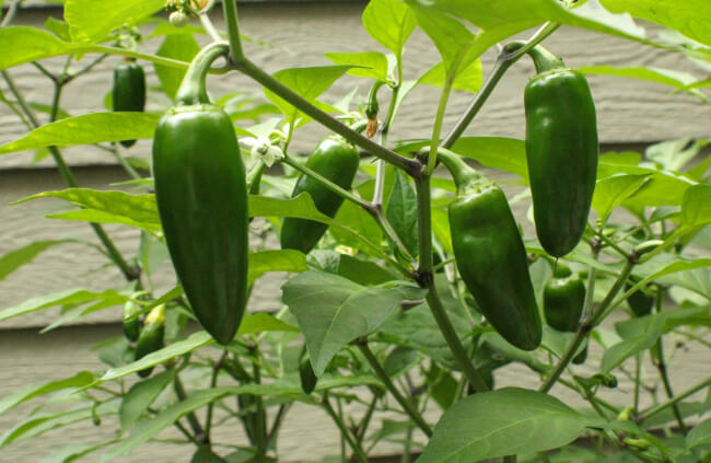 Ideal Conditions for Planting Jalapenos