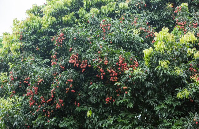 Ideal Conditions for Planting Lychee Trees