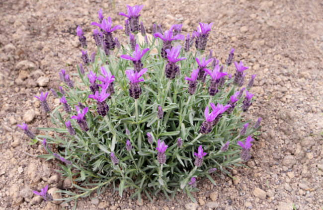 Lavandula stoechas commonly known as French lavender