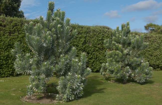 Leucadendron argenteum known as Silver Tree