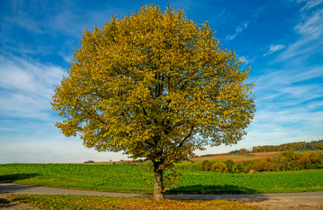 Lime Tree in Autumn