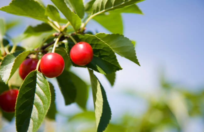 Melatonin is found in tart cherries; this can make you sleep better at night and be more wakeful in the daytime