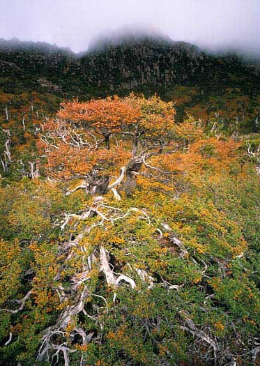 Nothofagus gunnii is a low grower compared to the rest of the Aussie deciduous trees