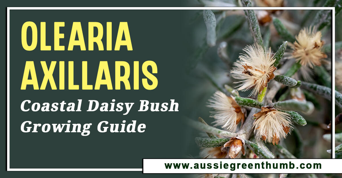 Olearia Axillaris – Coastal Daisy Bush Growing Guide
