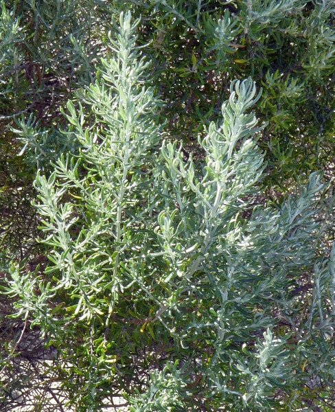 Olearia axillaris as a bush tucker