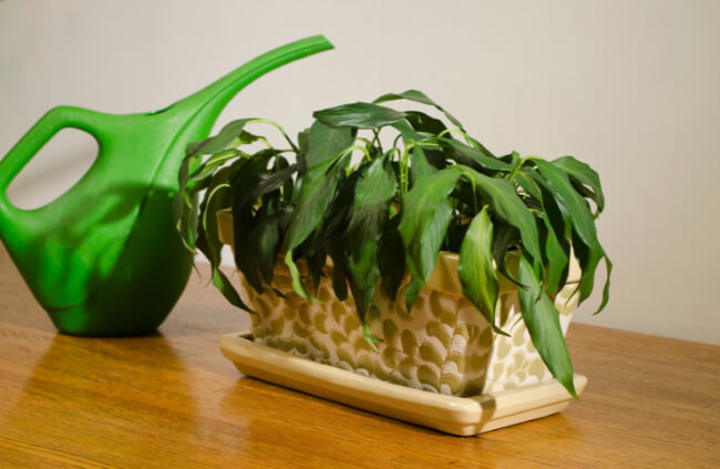 Overwatering can lead to plant wilt