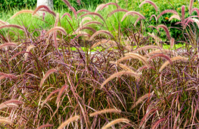 Pennisetum setaceum Rubrum, commonly known as Purple Fountain Grass