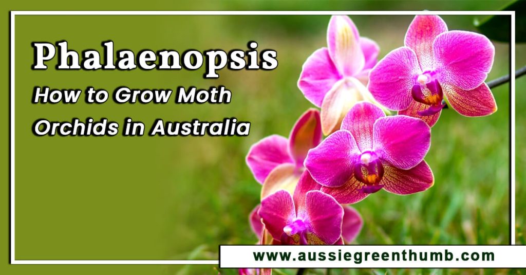 Phalaenopsis: How to Grow Moth Orchids in Australia