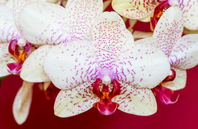 Phalaenopsis aphrodite is a gorgeous moth orchid with large petals, and flower spikes that can hold about a dozen flowers at once