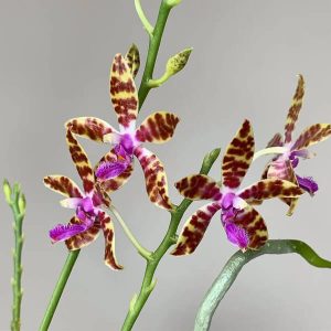 Phalaenopsis: How To Grow Moth Orchids In Australia : AGT