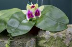 Phalaenopsis: How To Grow Moth Orchids In Australia : AGT