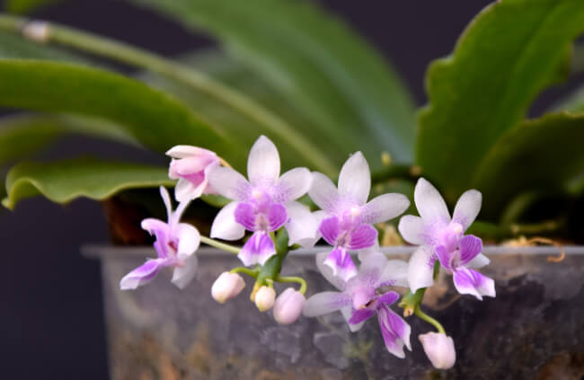 Phalaenopsis deliciosa can be grown in most conditions, whether it's hanging in clear pots, or pinned to a moss board
