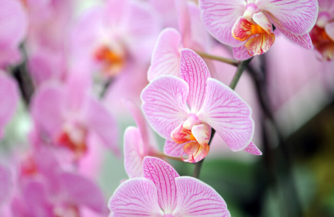 Phalaenopsis equestris is one of the most commonly hybridised moth orchids there is