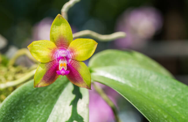 Phalaenopsis gigantea is one of the largest moth orchids you can grow in cultivation