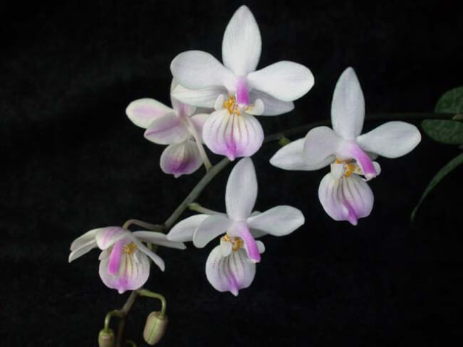 Phalaenopsis lindenii has spectacular colouration and a perfect symmetrical fade from white petal and sepal tips, down to a pink and yellow striped lip