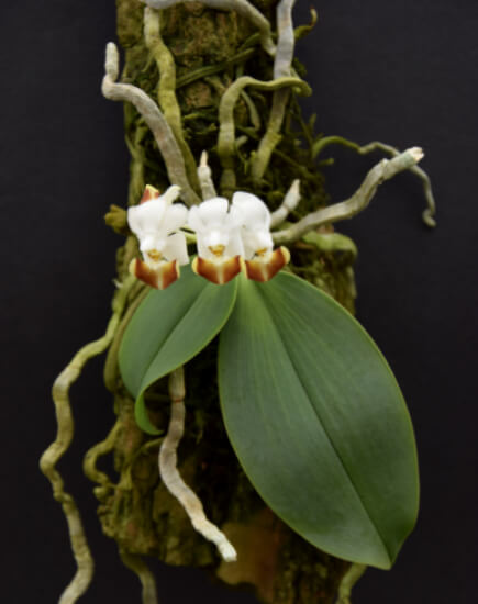 Phalaenopsis lobbii is one of the smallest moth orchids you can grow
