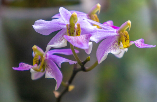 Phalaenopsis pulcherrima is native to Hainan