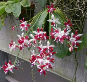 Phalaenopsis: How To Grow Moth Orchids In Australia : AGT