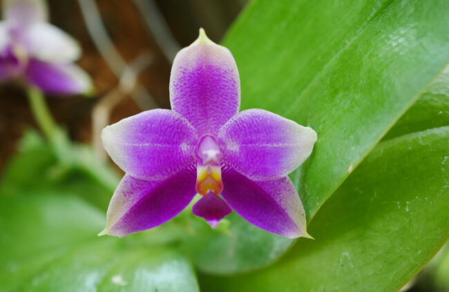 Phalaenopsis violacea come in a variety of colours, but all are somewhere between white and red – usually fading from purple throats to white petals