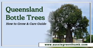 Queensland Bottle Trees: How to Grow and Care Guide