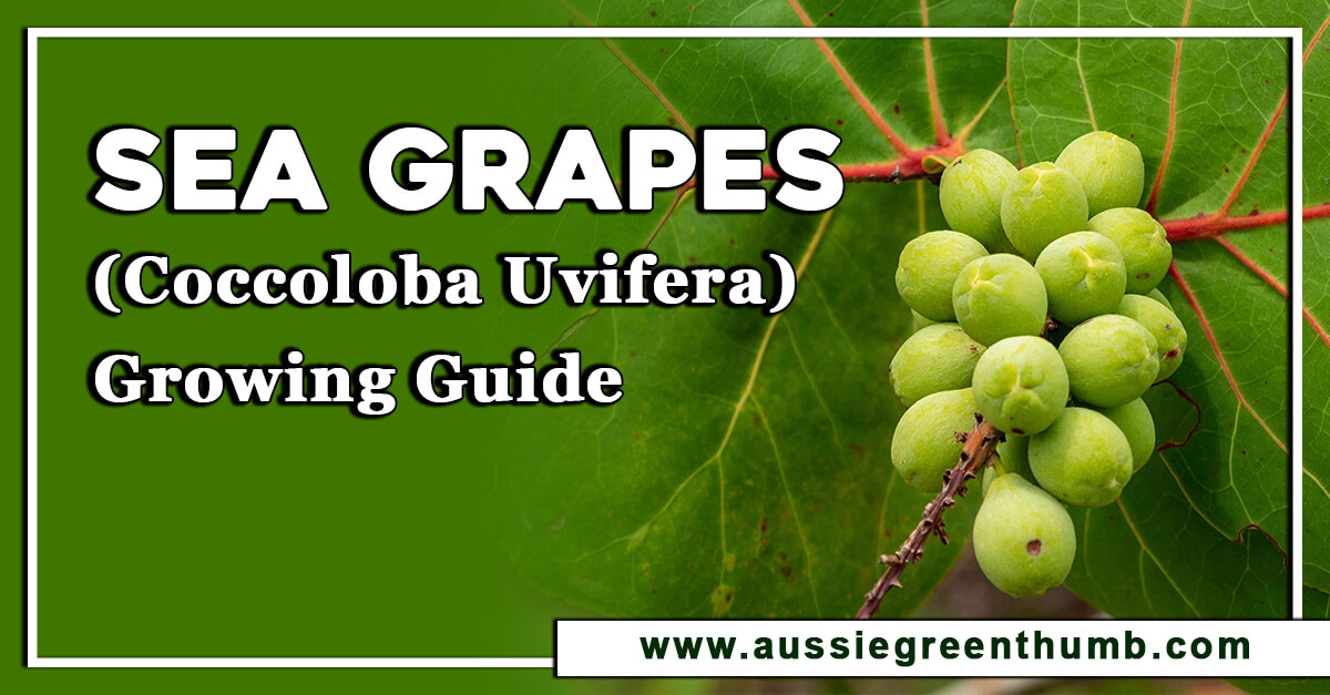 Sea Grapes (Coccoloba uvifera) Growing Guide AGT