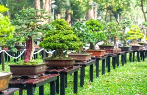 Selection of bonsai tree pots