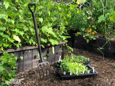 Set up a Vegetable Garden