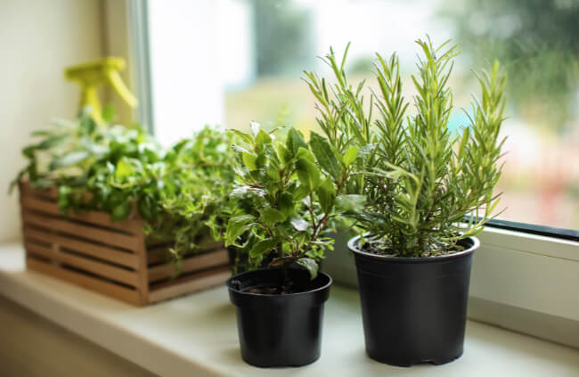 Setting Up a Windowsill Herb Garden