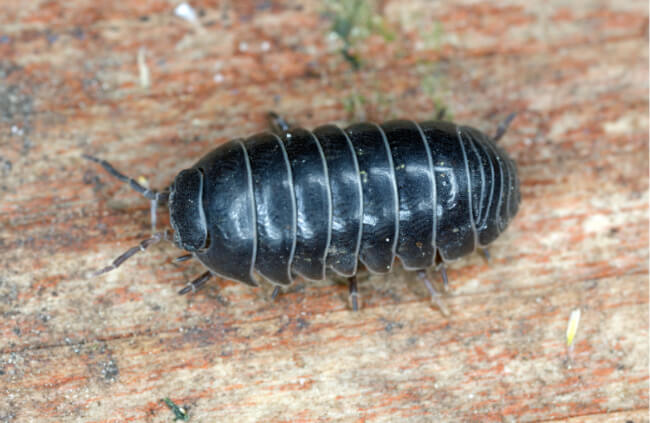 Slater, commonly known as Woodlouse, wood lice, sowbugs, and pill bugs