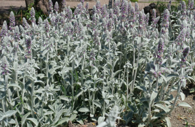 Stachys byzantina, another common option for the silver foliage plants