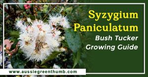 Syzygium Paniculatum: Bush Tucker Growing Guide