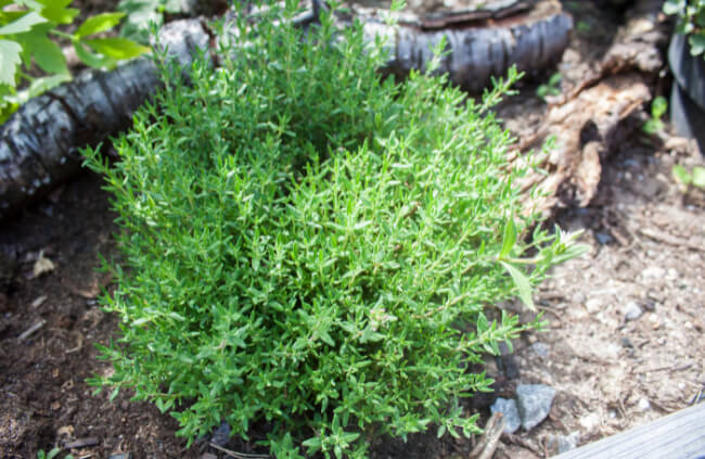 Thyme can be made as a tea and seem to reduce the pressure from migraines, throbbing headaches, and nausea