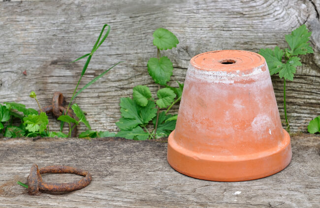 Vinegar will remove the calcium buildup on terracotta pots