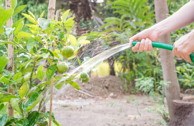 Watering a lime tree