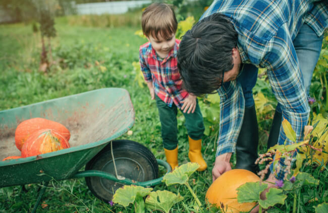 A son helping his father harvest pumpkins