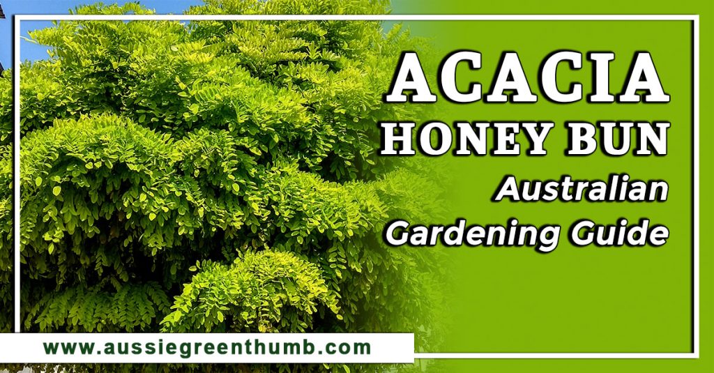 Acacia Honey Bun: Australian Gardening Guide