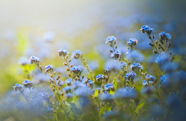 Beautiful Blue Flowers to Enhance Your Garden