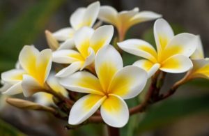 Growing Frangipani in Pots: Australian Gardening Guide - AGT