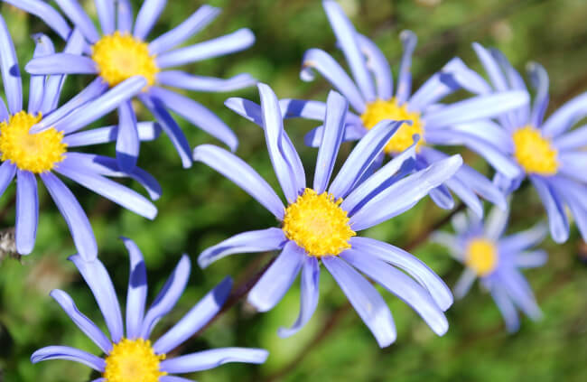 Blue Daisy Bush (Felicia amelloides)