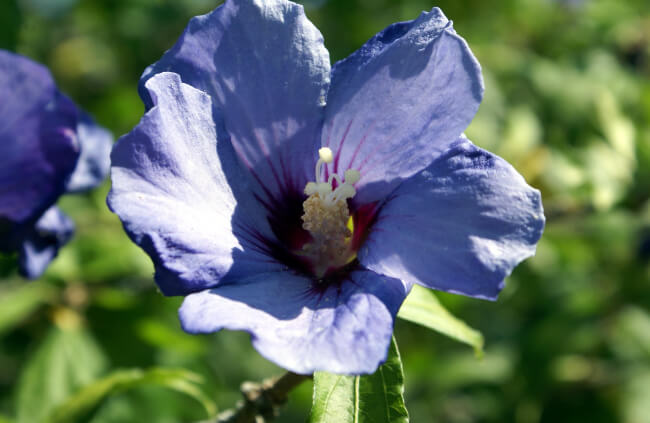 Blue Hibiscus (Alyogyne huegelii)