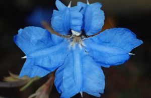 30 Beautiful Blue Flowers for Australian Gardens