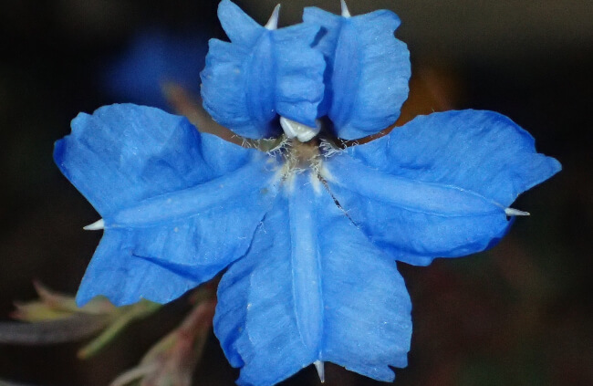 Blue Lechenaultia (Lechenaultia biloba)
