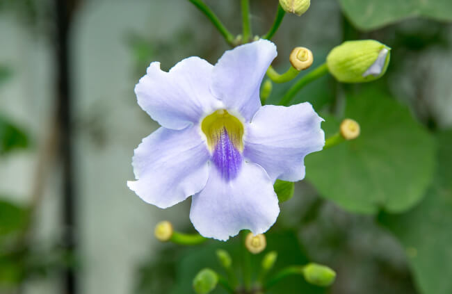 Blue Thunbergia (Thunbergia grandiflora)