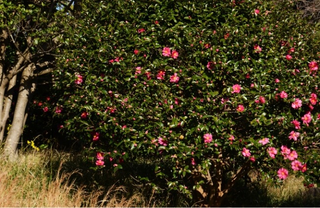 Camellia Hedge Spacing