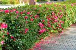 How to Grow a Camellia Hedge in Australia
