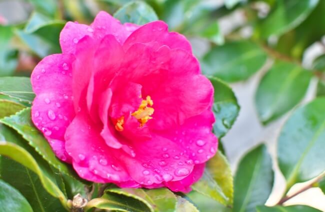 Camellia sasanqua are one of best camellias for hedging